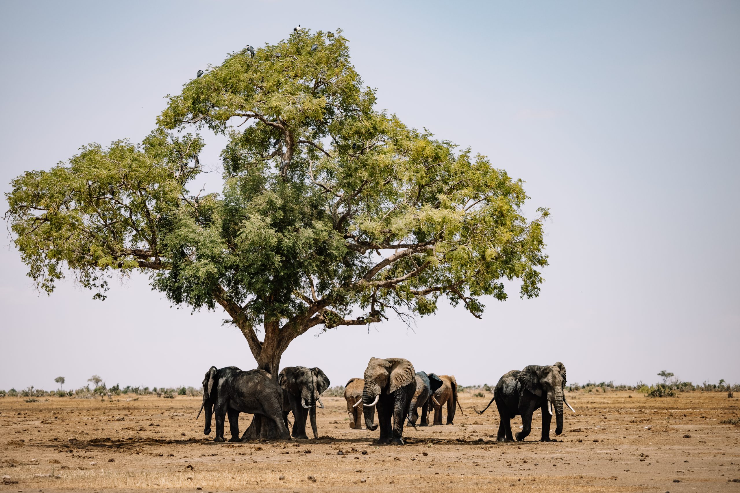 Quels sont les animaux sauvages ?